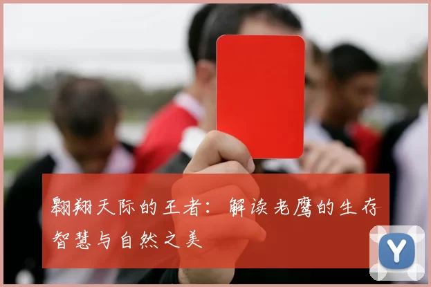 翱翔天际的王者：解读老鹰的生存智慧与自然之美
